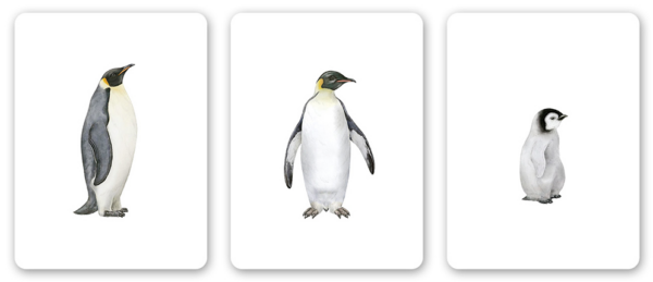 familia de pingüinos